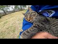 野良猫がトコトコと歩いてきたのでナデナデすると膝の上に乗ってきた