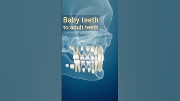 Baby teeth to adult teeth, 3D Animation