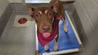 Acs A814734
