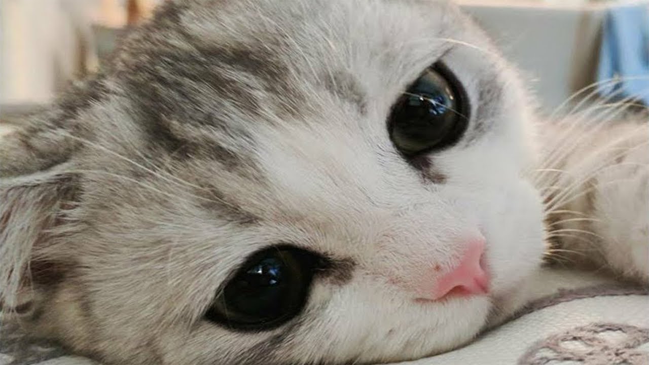 cute videos youtube Cute Dogs and Cats Doing Funny Things 2018