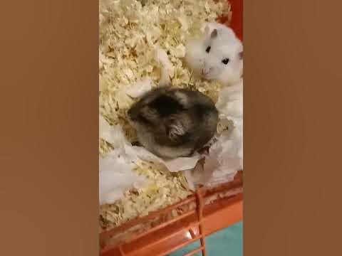 мой хомики - YouTube