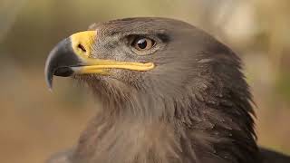 Career Overview Can Small Deer Escape From King Eagle Hunting ?