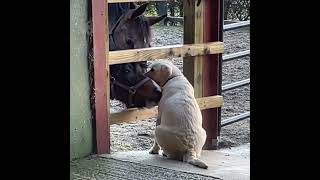 Loving Showjumping Horses Licking an Eight-Week-Old Puppy