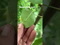 Tigrul părului Stephanitis pyri Decolorare frunzei de păr