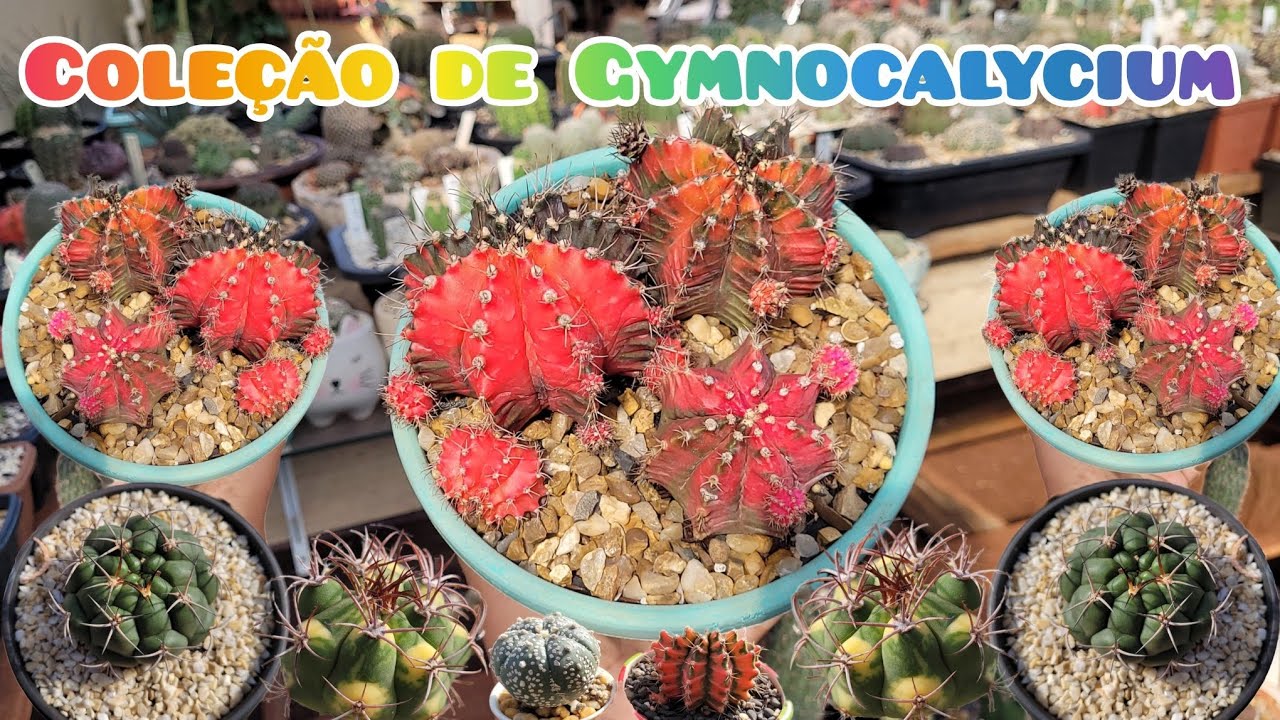 TOUR POR MINHA COLEÇÃO DE GYMNOCALYCIUM 🌵#jardimdecactos #plantas #cactus #cactos