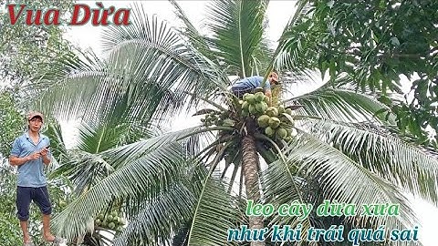 Vua Dừa Miền Tây// vua dừa leo cây dừa xưa rất cao y như khỉ,cây dừa trái quá sai và hụt dây