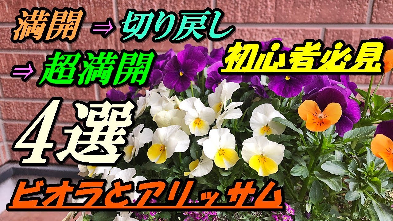 9 Mb 花 ビオラとアリッサムの育て方 切り戻し Download Lagu Mp3 Gratis Mp3 Dragon