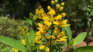 Small Yellow Flower