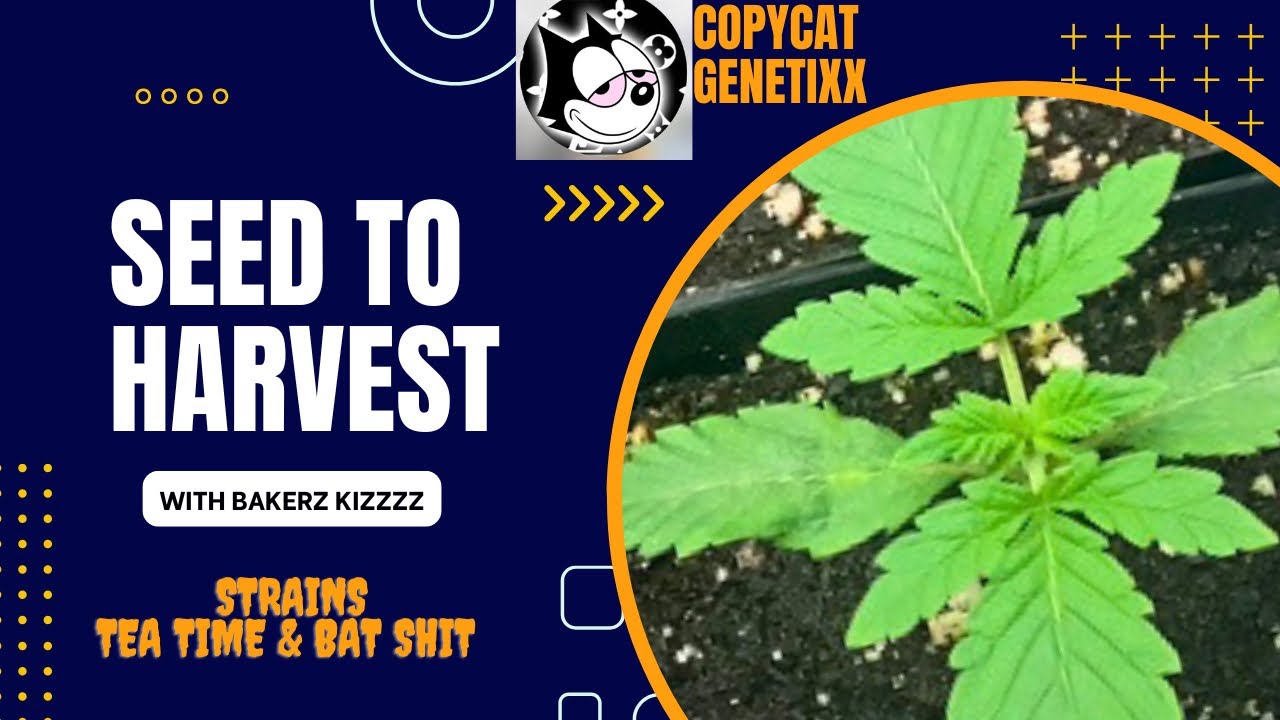 SEED TO HARVEST WEEK#1 Using Athena AG PRO LINE…Copycat genetic Bat shit & Tea Time