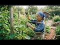 Why japonese farmers never lose their cucumber harvest - the simple trick passed down for generation