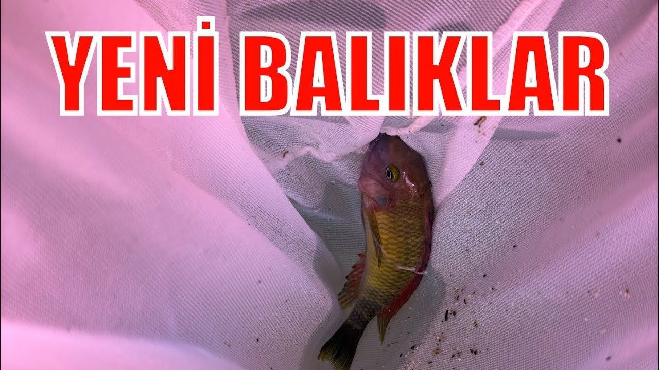 TROPHEUS RAİNBOW ALDIM - yeni balıklar geldi 23 adet 