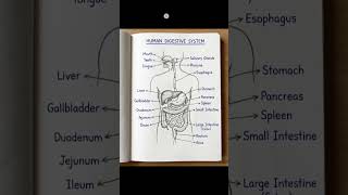 Simple digestive system diagram ।#biology #science #study #anatomy #shorts #12th  #biologyclass