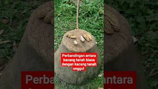 perbandingan antara kacang tanah biasa dengan kacang tanah unggul #shorts #subscribe