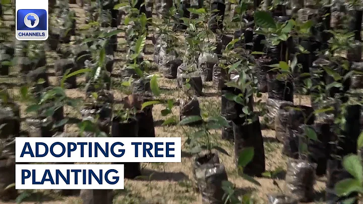 Adamawa Govt Canvasses Adopting Planting Of Trees Crops