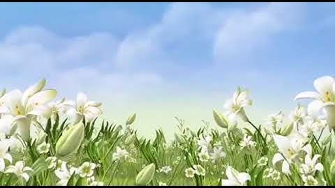 القارئ احمد الربيعي