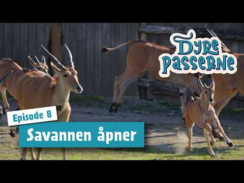 Savannen åpner! - Dyrepasserne S15 E08