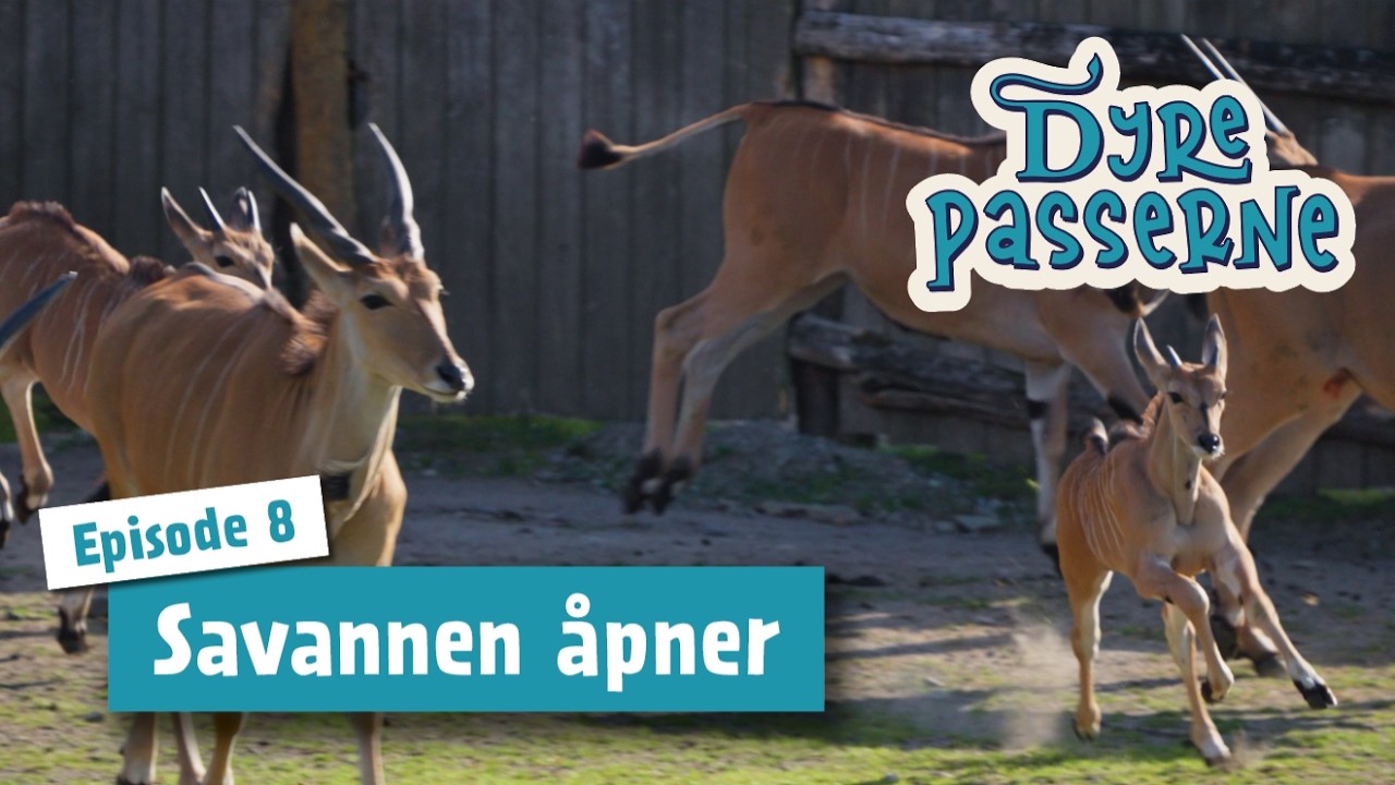 Savannen åpner! - Dyrepasserne S15 E08