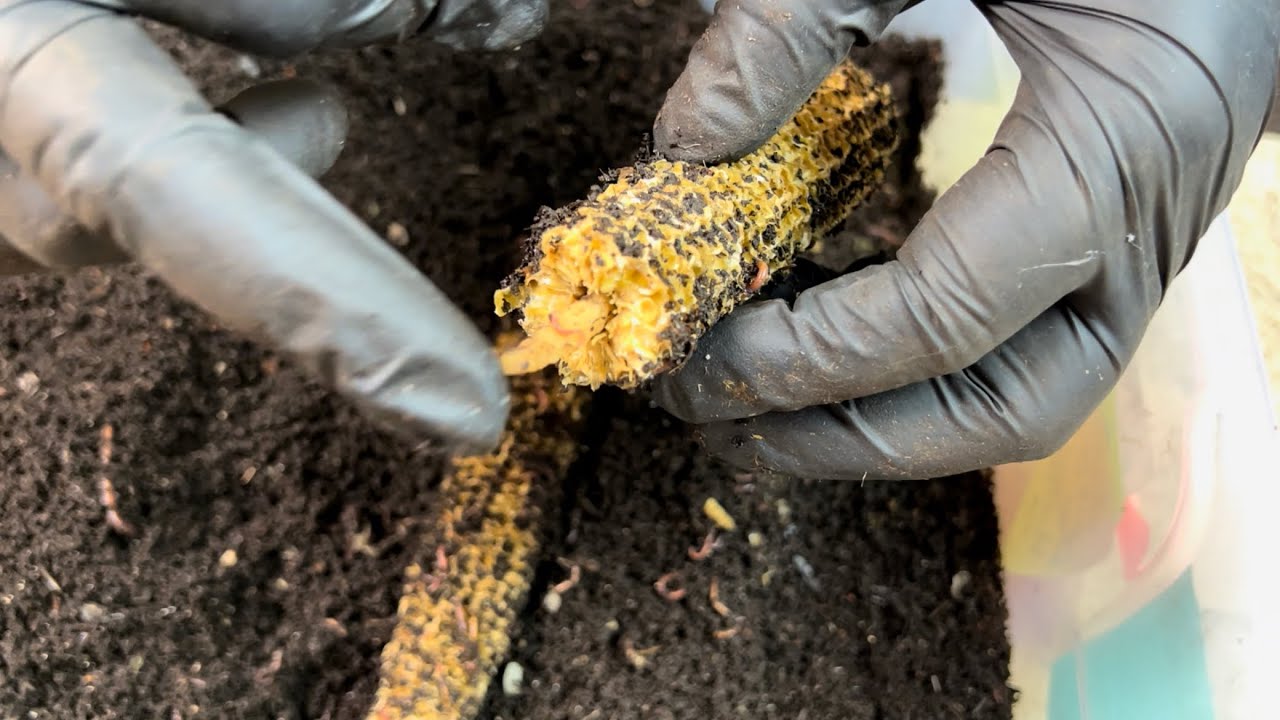 2 Worm Bin Check In Corn Cob Lure for Grow Out and Survivor Bins