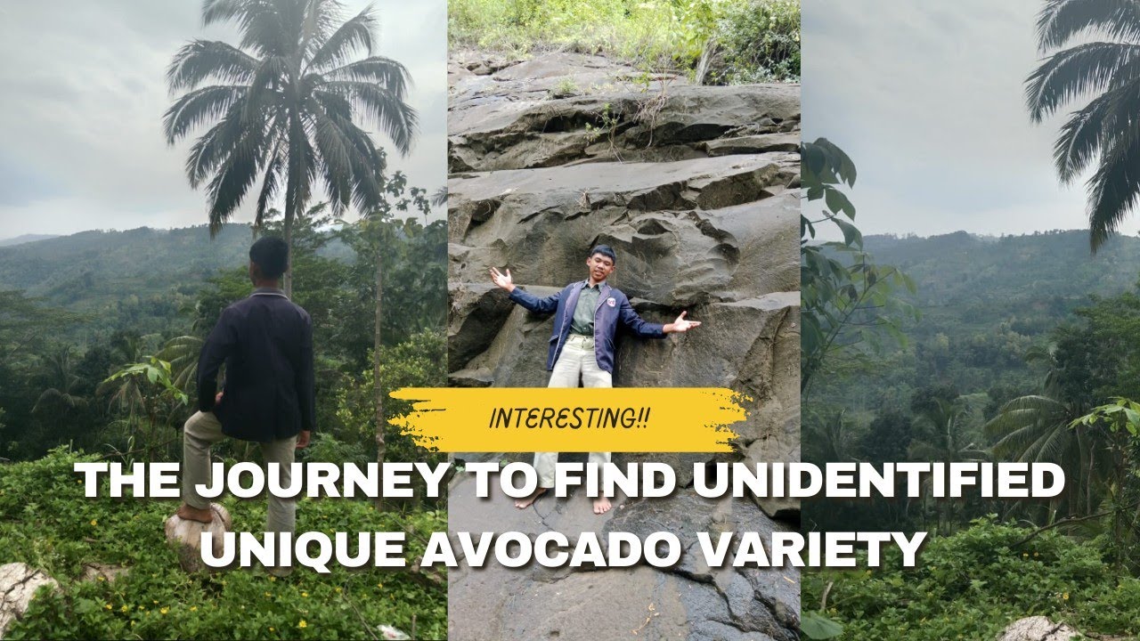 THE ADVENTURE TO FIND THE RAREST UNIQUE AVOCADO VARIETY!! #travel - YouTube