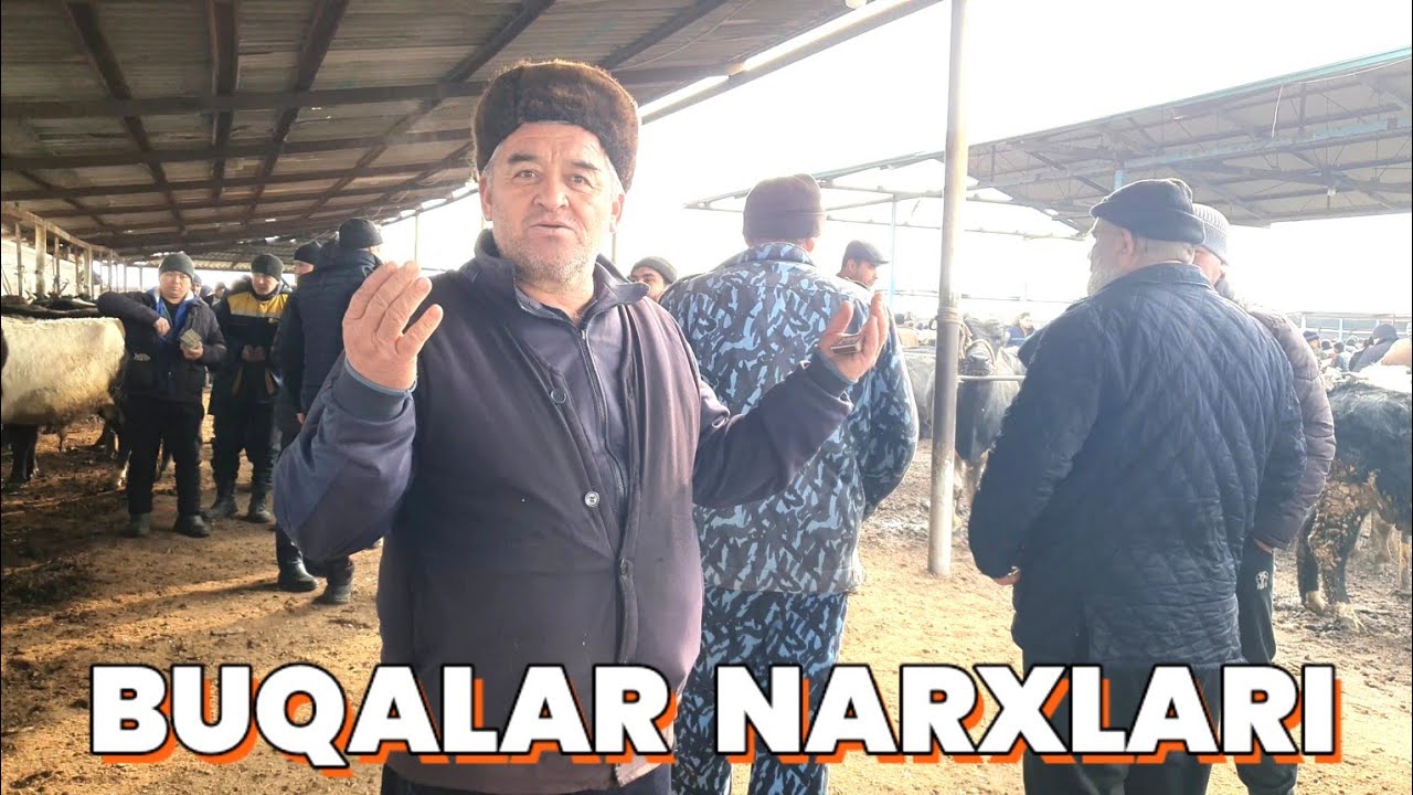 BUQALAR NARXLARI. PISKENT MOL BOZORI