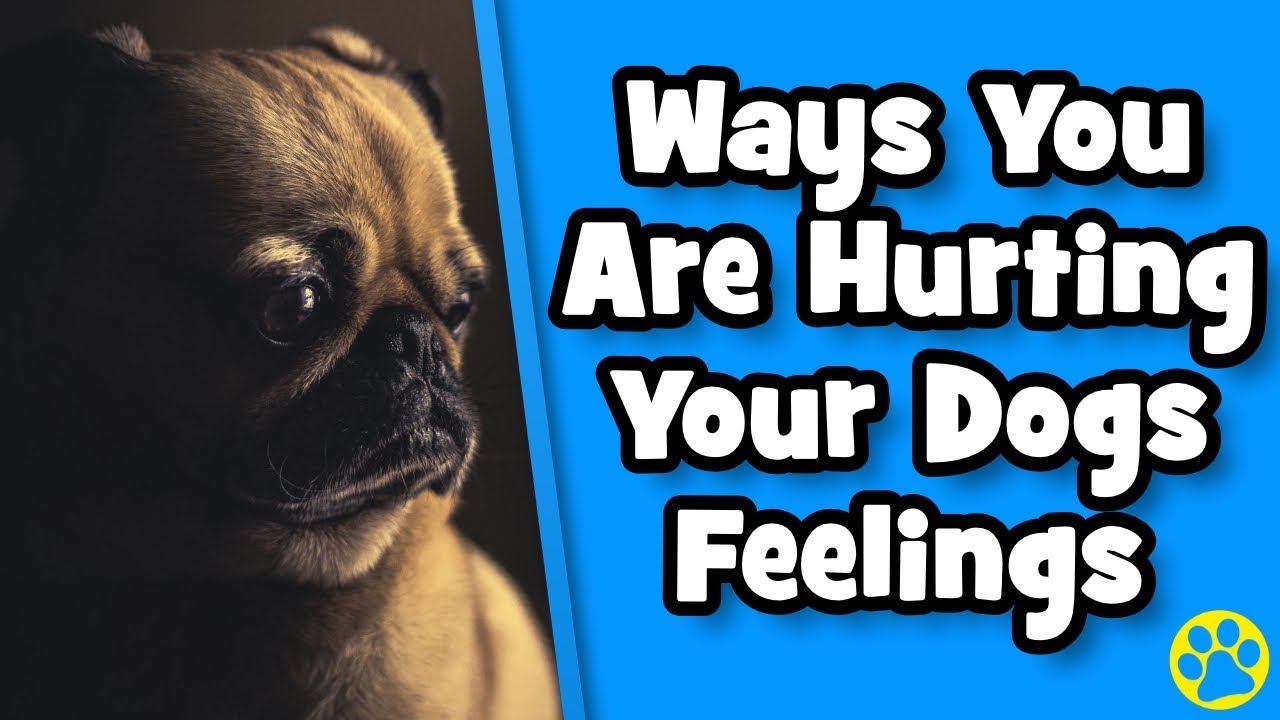 5 Ways You Are Hurting Your Dog's Feelings Without Knowing - YouTube