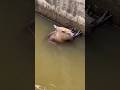 Pessoal fica gravando e não ajuda #animals #wildlife #fypシ゚viral