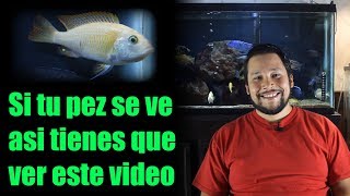 Incubadora Huevos Peces Ciclidos Africanos Egg Tumbler Incubadora Huevos Peces Ciclidos Africanos Egg Tumbler