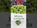 NUEVO Portulacaria afra #shortsfeed #motivation #garden #nature #love #fypシ゚viral #parati #lifestyle