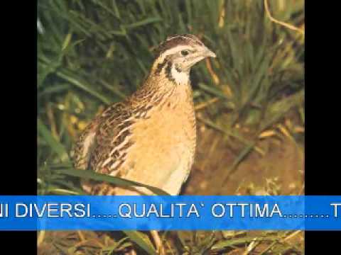 canto quaglia