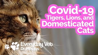 COVID-19 and Cats | Feline risks of getting COVID-19 explained by a Vet