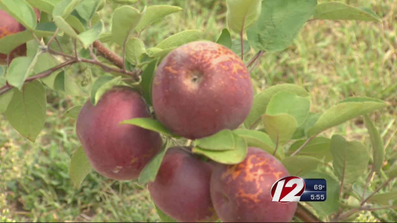 apple picking season begins in ri youtube