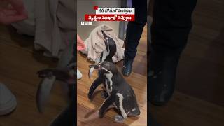 కేర్ హోమ్‌లో పెంగ్విన్లు, వృద్ధుల ముఖాల్లో నవ్వులు #Shorts