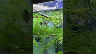 Moskow Dark Blue Doğum Anı