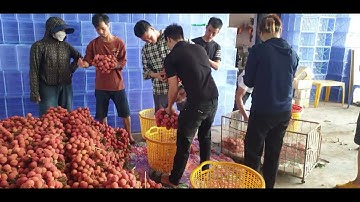 Điểm Cân Vải Thanh Hà  Đầu Tiên Giá 30k l Luc Ngan lychee l Núi Đồi Lục Ngạn