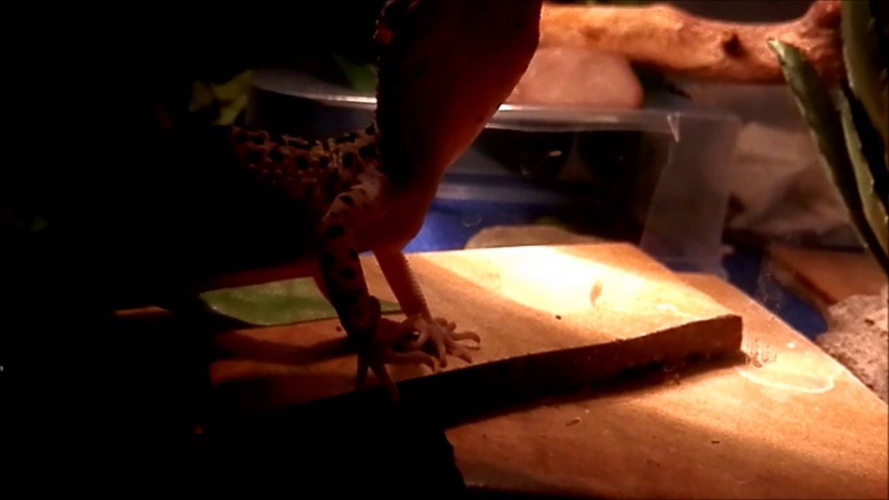 reptiles concept Random gecko video