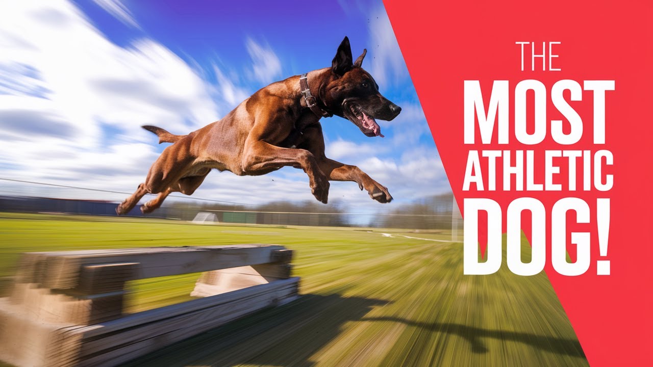 Belgian Malinois - The MOST Athletic Dog on the Planet – Watch This!