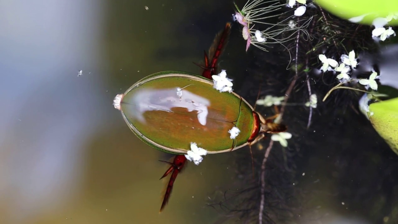Predaceous Diving Beetle (Cybister lateralimarginalis)