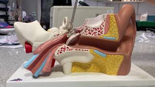 Ear model demonstration