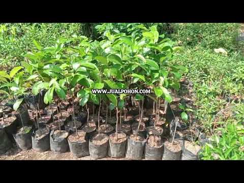 Kualitas Terbaik! Bibit Cempedak Pilihan Petani