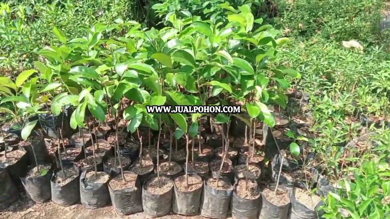 Kualitas Terbaik! Bibit Cempedak Pilihan Petani