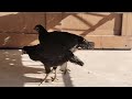 Lassani Aseel |#birds #pets #hens 