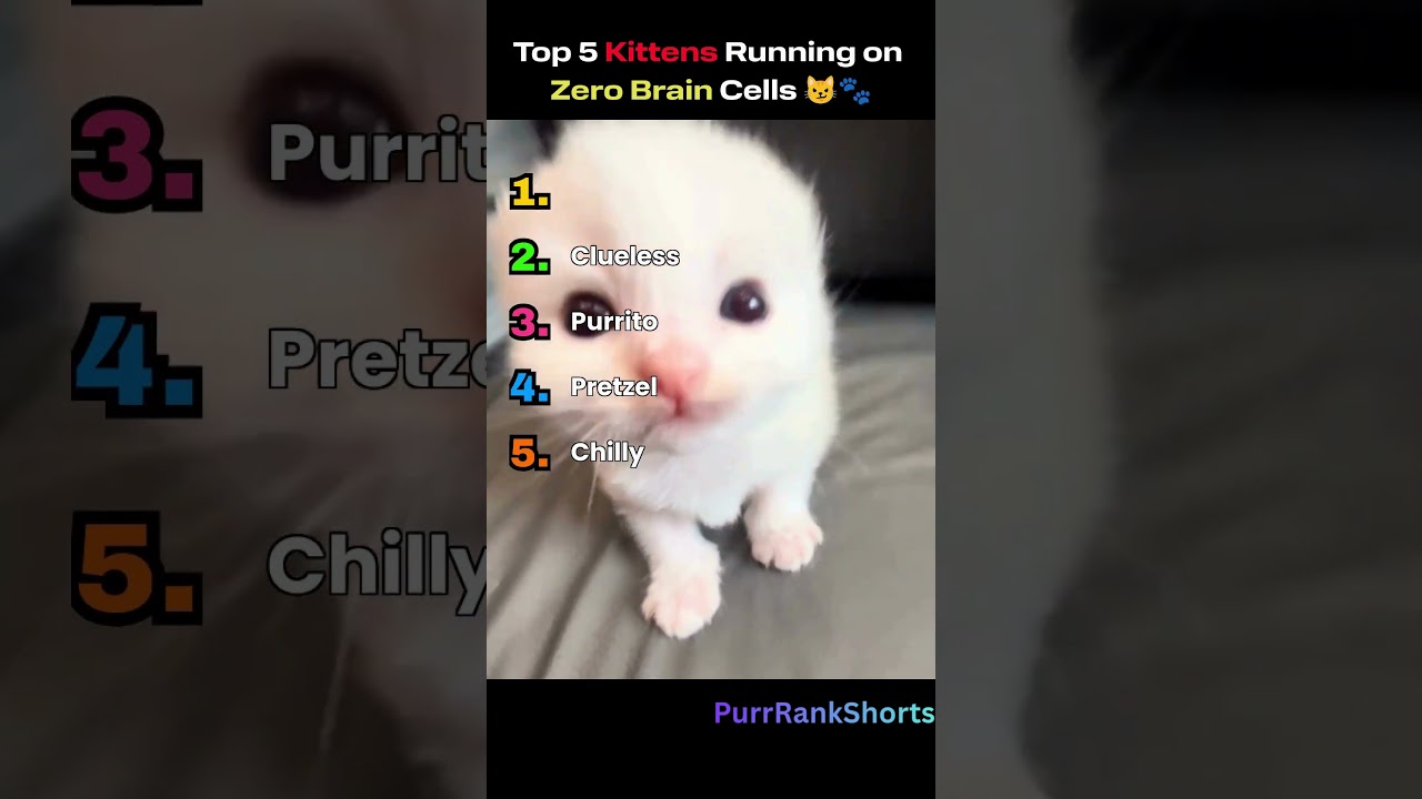 Top 5 Kittens Running on Zero Brain Cells 😹🐾 