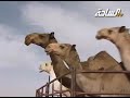 نيق جمال بل روعة نيق جمال بل روعة