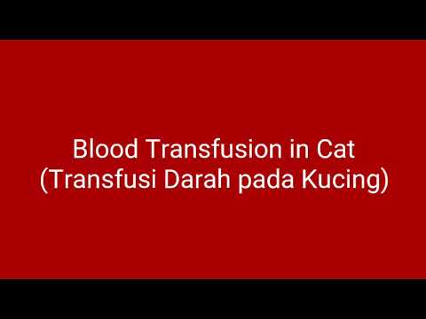 Video: Reaksi Transfusi Darah Pada Kucing