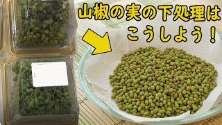 山椒の実の下ごしらえと保存はこうしよう！これで１年間いつでも使えます♪ 料理 レシピ 簡単