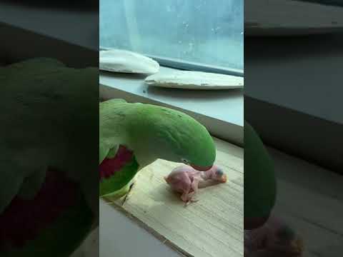 ببغاء صغير الطير تغذية