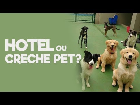 Vídeo: Pet Hotel: Novo Serviço