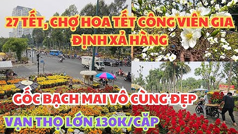 SỐC, CHỢ HOA TẾT CÔNG VIÊN GIA ĐỊNH, 27 TẾT 2025: XẢ HÀNG VẠN THỌ LỚN 130K/CẶP - MAI, TẮC CÒN NHIỀU!