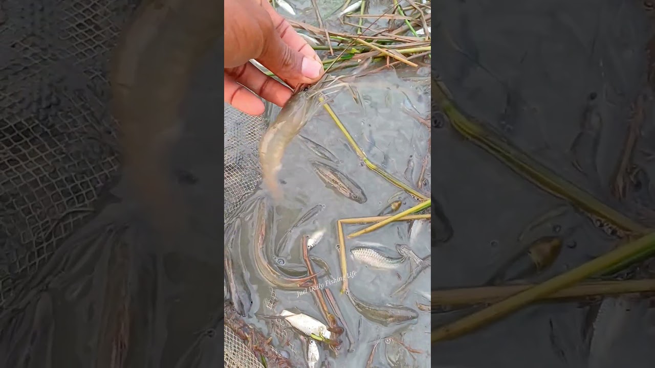 Castnet Fishing n Running River 