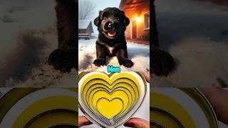 Dog faced it all #funny #rescue #shorts #animals #pets #dog